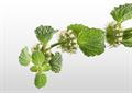 white horehound